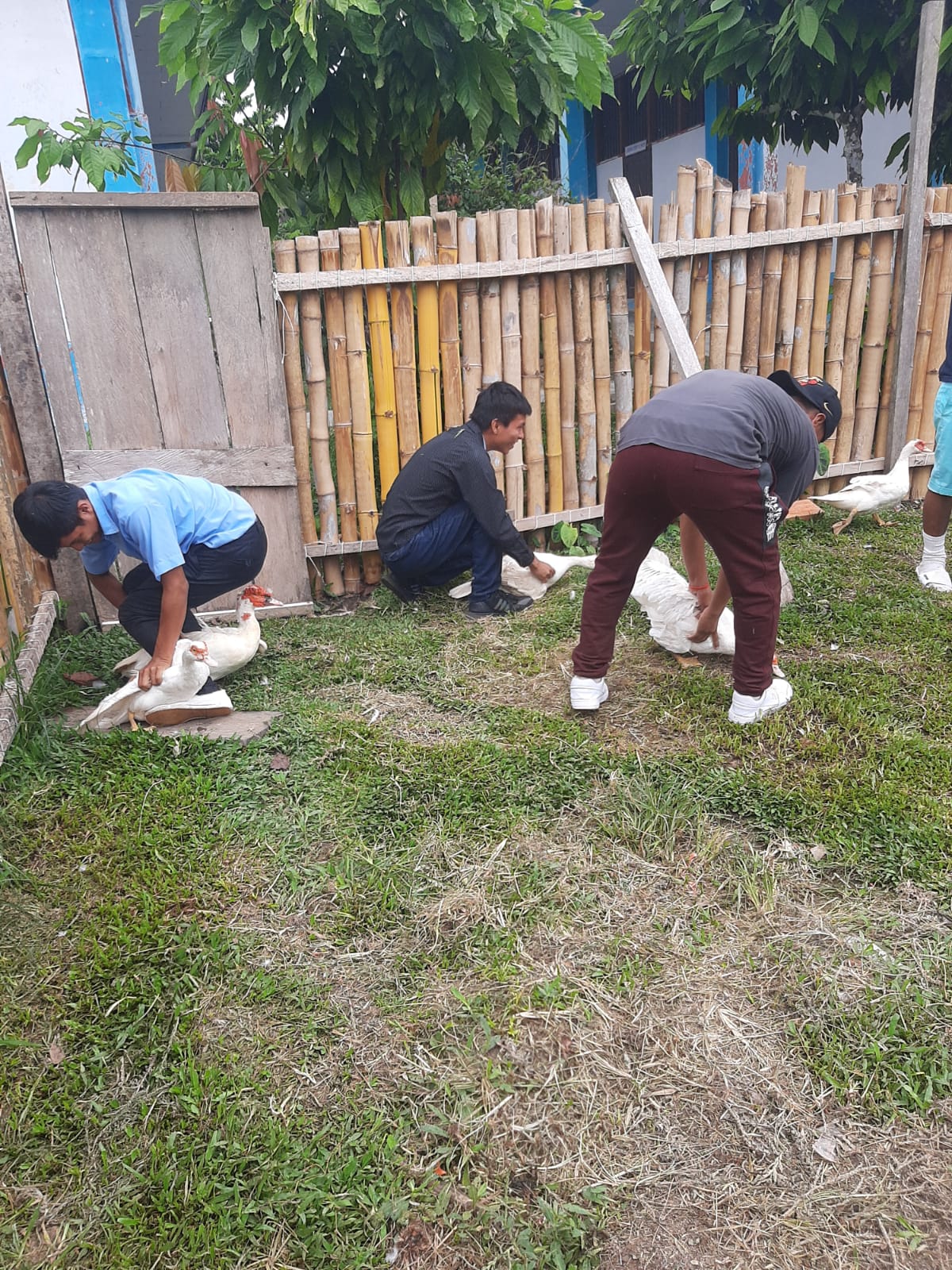 Programa de Estudio Producción Agropecuaria