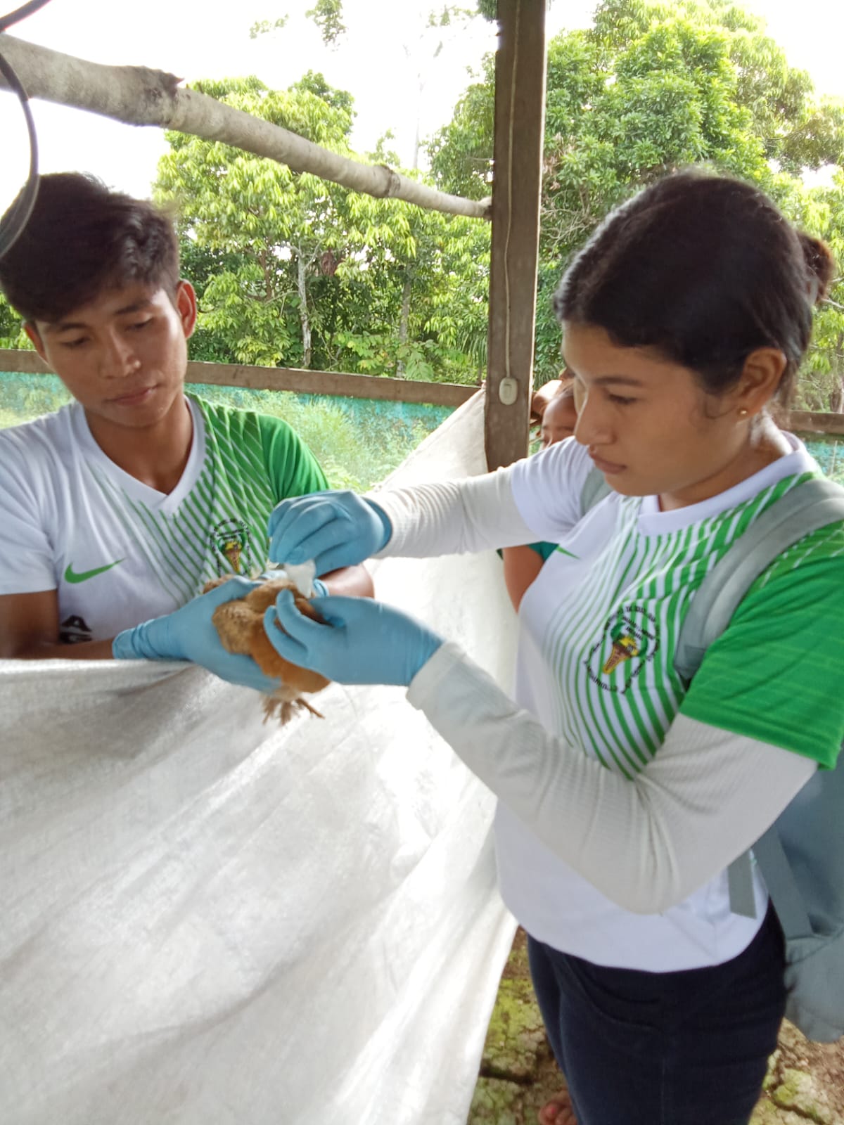 Programa de Estudio Producción Agropecuaria