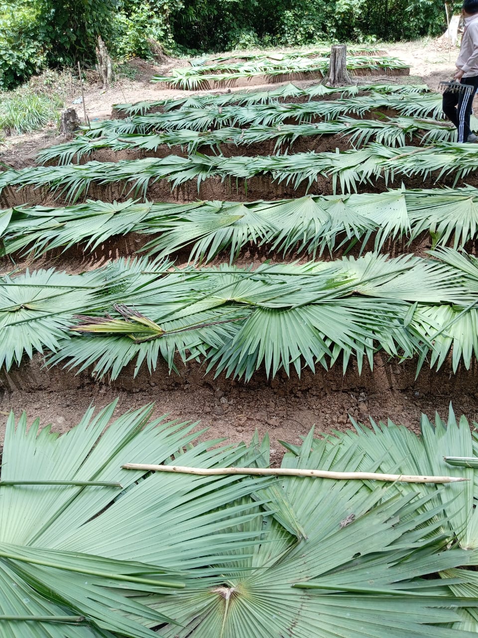 Programa de Estudio Producción Agropecuaria